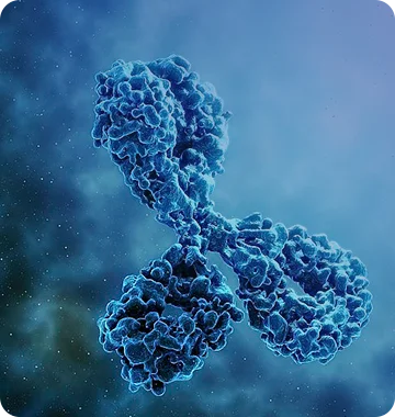 Polyclonal Antibody Services